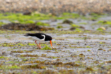 Eurasian Oystercatcher, Øysand, Norway