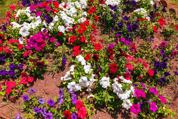 Red, white and pink flowers grow in the park in a flower bed