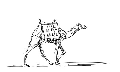 Fototapeta na wymiar Sketch of walking camel with saddle, Desert animal hand drawn illustration