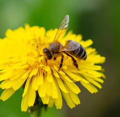 Bee on yellow dandelion flower, macro photo with shallow depth of field