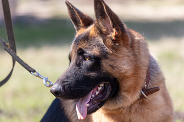 German shepherd dog close up portrait in sunny day