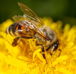 Bee on yellow dandelions. Macro