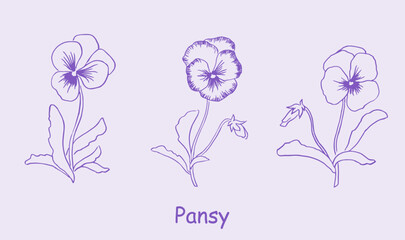  Pansy. Logo. Trendy botanical elements. Hand drawn line leaves and flowers.,flower illustration, violet , purple , pansies , bloom, blossom
