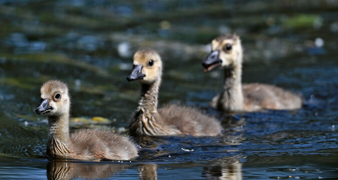 G&ouml;ssel der Kanadagans // Chicks of the Canada goose (Branta canadensis) 