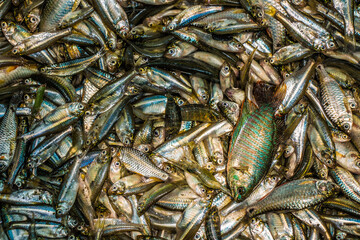 A collection of Bangladeshi small indigenous fish