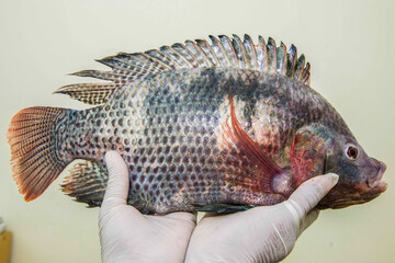 Anatomy of Tilapia Fish for detecting disease © AWM Anisuzzaman