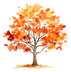 Watercolor drawing of an autumn tree, hand drawn illustration isolated.