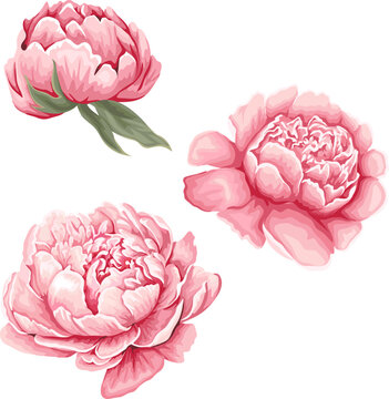 Vector flowers on white background. Pink flowers of peonies. Watercolor style . Vector illustration