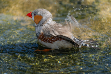 Male Zebra Finch Bathing