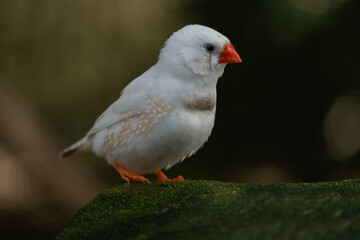 Female Zebra Finch Close up
