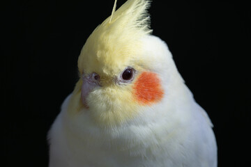 Close Up of Cockatiel