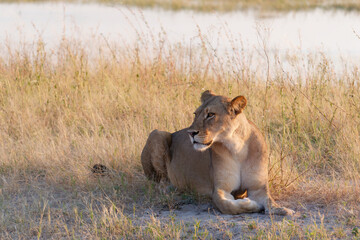 Close-up photo of a lioness lying on the ground with the river in the background in the Chobe National Park, Botswana