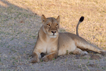 Close-up photo of a lioness lying on the ground in the Chobe National Park, Botswana