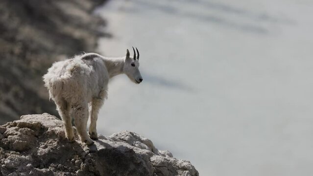 Young mountain goat kid on a ridge overlooking a river in Jasper National Park