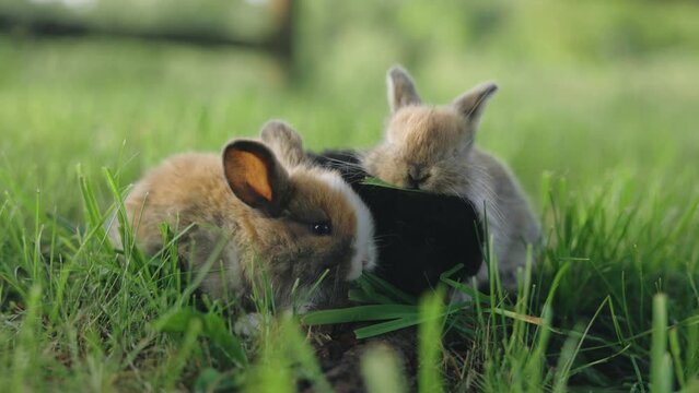 Group Of Baby Rabbits Eating Green Grass Animals