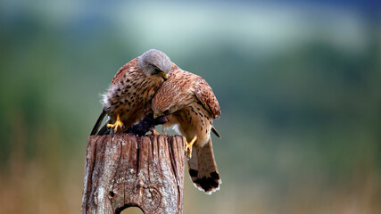 Male and female kestrels squabbling over a mouse