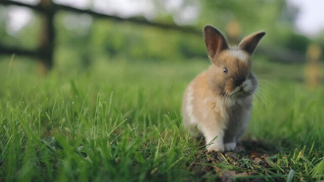 Baby Rabbit Eating Green Grass In Nature, easter Holiday