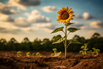 A field and a sunflower