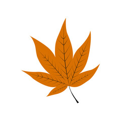 Autumn Leaf