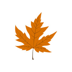 Autumn Leaf