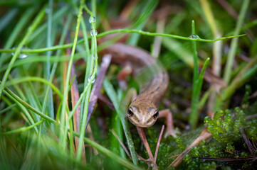 Very rare lizard on green meadow endemic in White carpathian mountains, czech republic