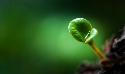 Small plant growing from soil in the garden