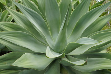 Succulent plants. Beautiful green leaves. Tropics of Madeira.