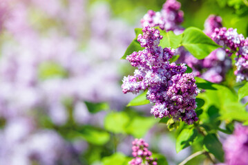 Pink lilac blooms in the Botanical garden
