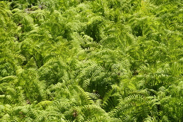 Thickets of ferns below the wet rocks of Madeira on the shores of the Atlantic Ocean. Top down view