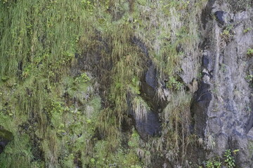 Wet slopes of sheer cliffs in Madeira on the ocean. Texture of stone and herbs, mosses and lichens.