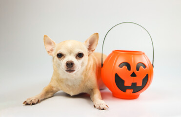 brown  short hair  Chihuahua dog  lying down  on white  background with plastic halloween pumpkin bucket. Pet and halloween holiday concept