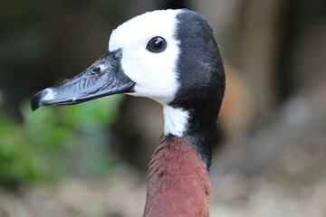 wild duck in a zoo in mulhouse in alsace (france)