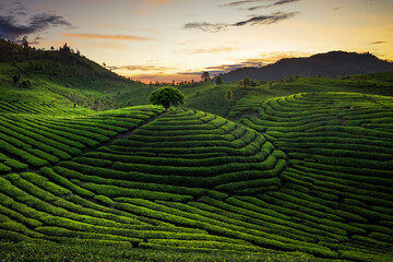 green tea plantations with beautiful sky, small tree and wood cottage