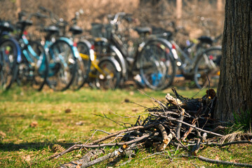 札幌　北海道大学の構内の光景