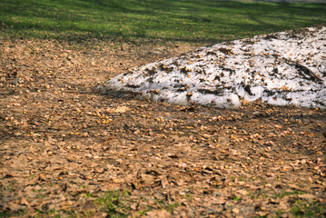 札幌　北海道大学の構内の光景