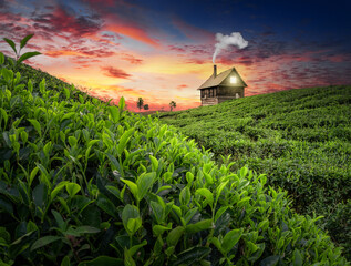 Fototapeta na wymiar green tea plantations with beautiful sky, small tree and wood cottage