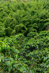 Coffee farm fields in Chinchina, Caldas, Colombia - stock photo
