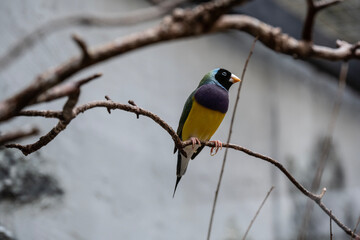 beautiful bright bird with an unusual color close-up