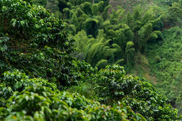 Fototapeta na wymiar Coffee farm fields in Chinchina, Caldas, Colombia - stock photo