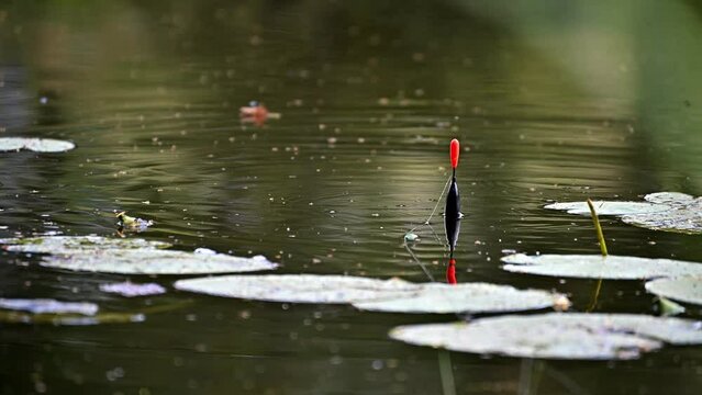 A fishing float floats in the water. The bobber floats on the water surface of the lake.