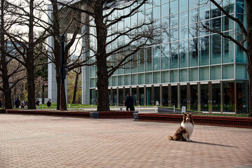 北海道　札幌　赤レンガ旧庁舎の犬と人物