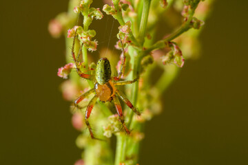 Krzyżak zielony makro ujęcie pająk w ogrodzie 