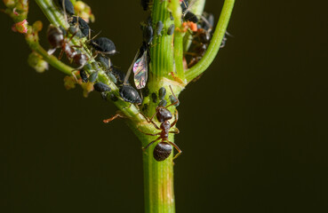 Zielona roślina w ogrodzie pełna mszyc i mrówek