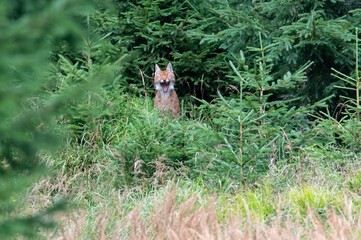 very rare feline lynx (Lynx lynx) in the National Park Bavarian Forest Šumava, Czech Republic, Germany
