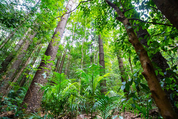 Beautiful unique lush rainforest in D'Aguilar National Park, palms in rainforest. Brisbane, Quensland, Australia	
