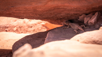 chameleon in between red rocks at petra jordan