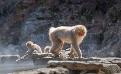 Japanese Macaque monkey walking by the hot spring. Steam drifting around the hot spring. Snow...