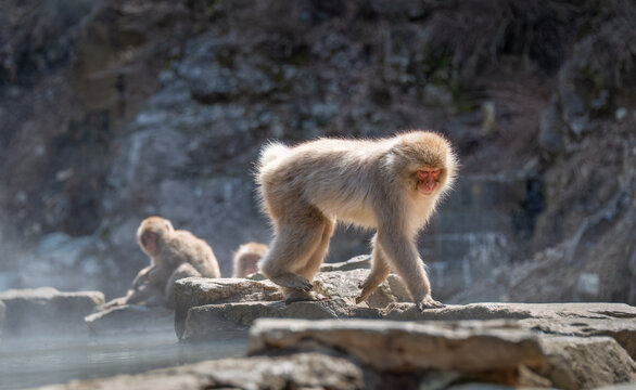 Japanese Macaque monkey walking by the hot spring. Steam drifting around the hot spring. Snow monkey park, Nagano, Japan.
