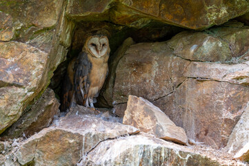 The barn owl (These albums) Bavarian Forest Šumava National Park, Czech Republic, Germany