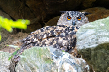 The Eurasian eagle-owl (Bubo bubo) Bavarian Forest Šumava National Park, Czech Republic, Germany